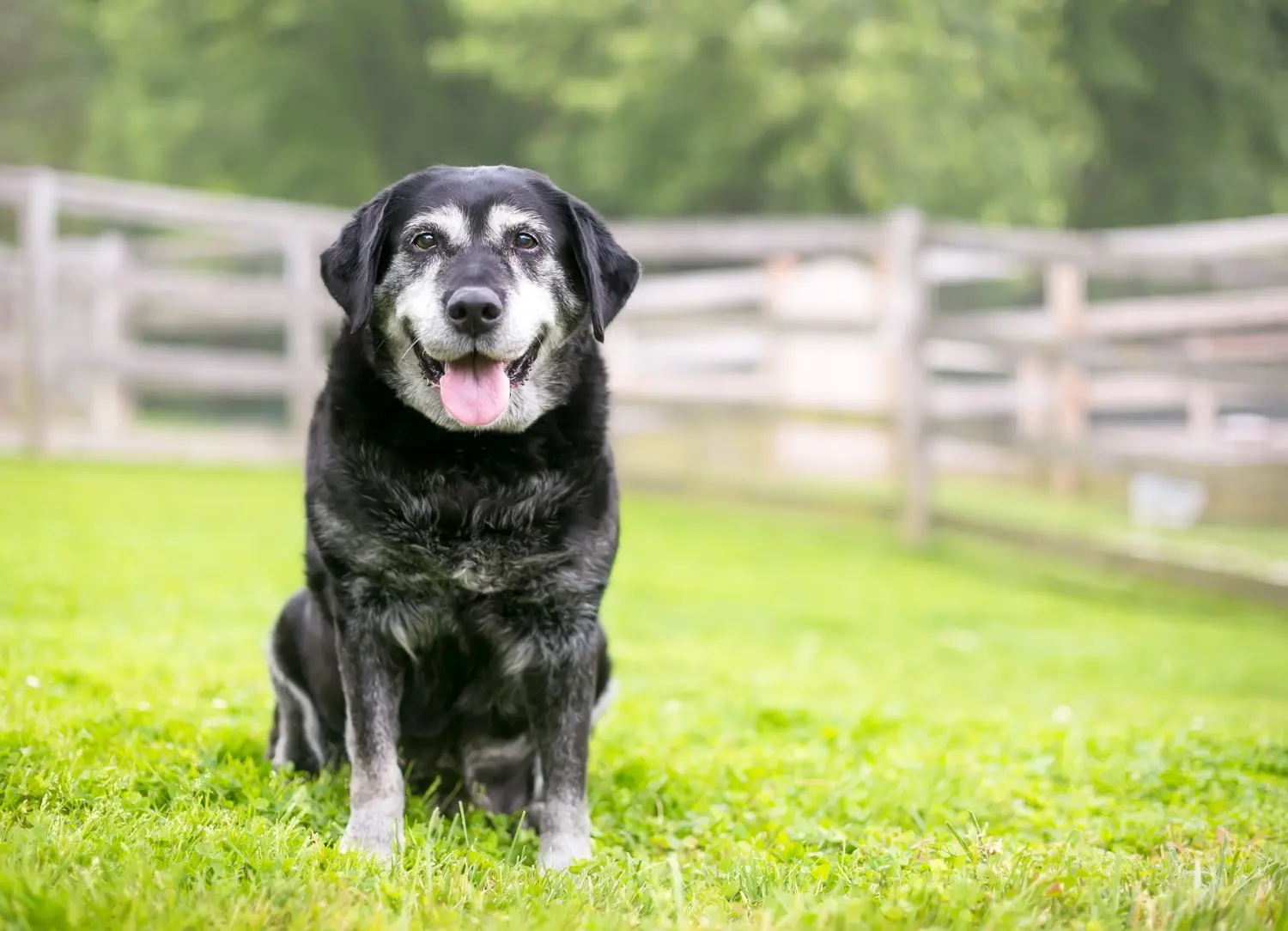 Essential Care for Senior Pets